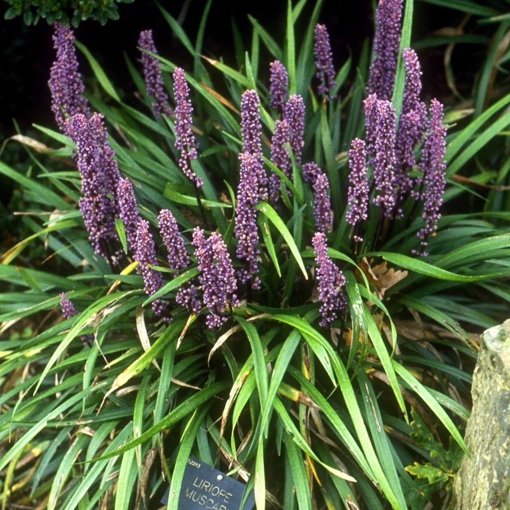 Glöckchentraube 'Big Blue' (Liriope muscari)