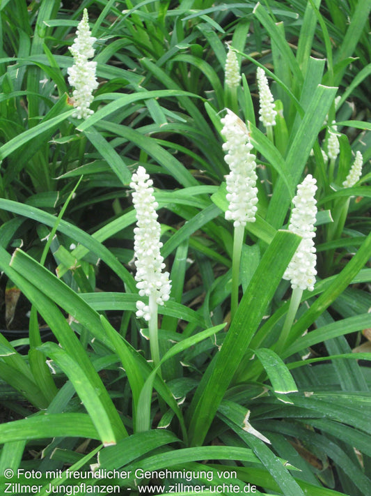 Glöckchentraube 'Monroe White' (Liriope muscari)