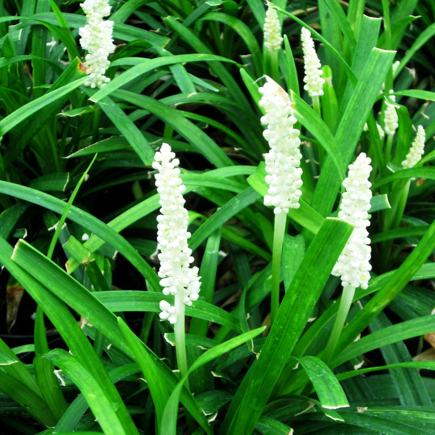 Glöckchentraube 'Monroe White' (Liriope muscari)