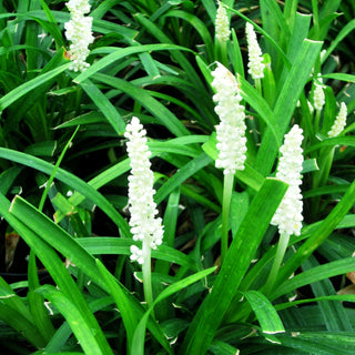 Glöckchentraube 'Monroe White' (Liriope muscari)