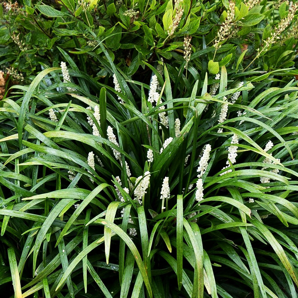 Glöckchentraube 'Monroe White' (Liriope muscari)