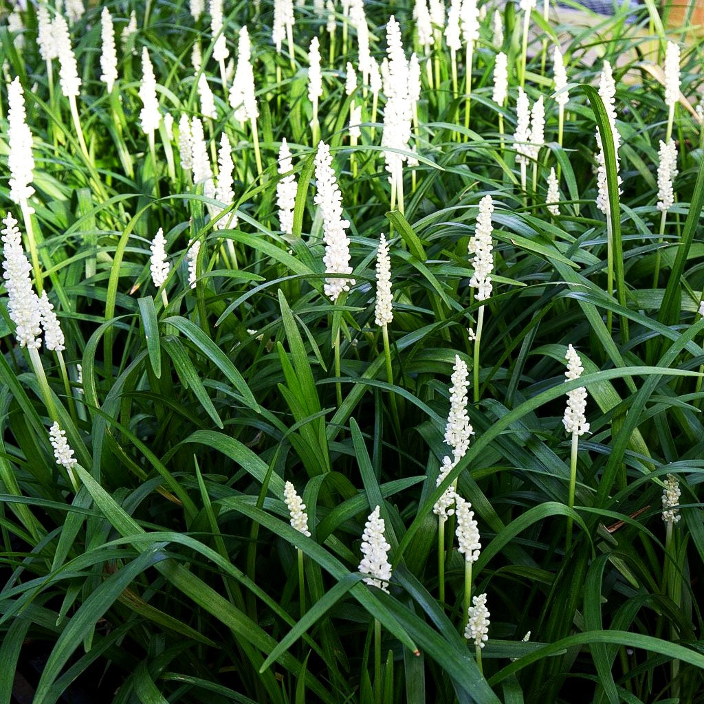 Glöckchentraube 'Monroe White' (Liriope muscari)
