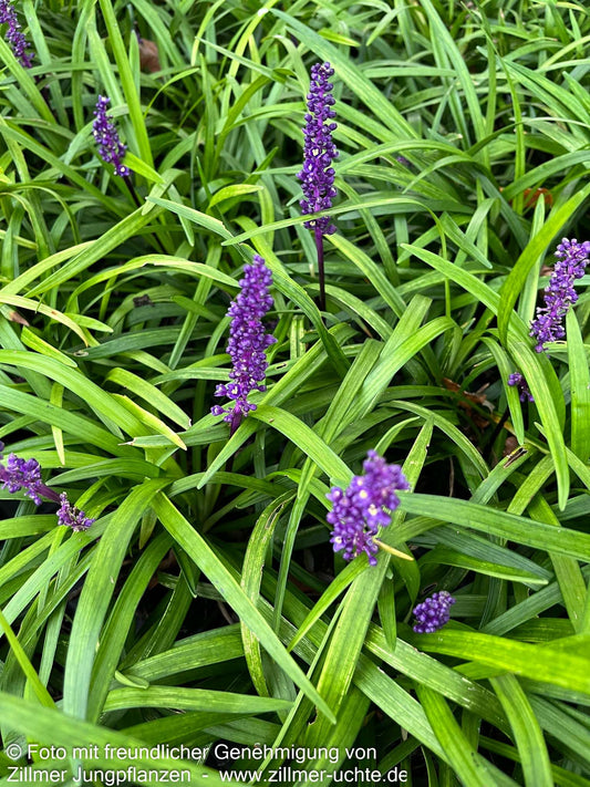 Glöckchentraube 'Royal Purple' (Liriope muscari)