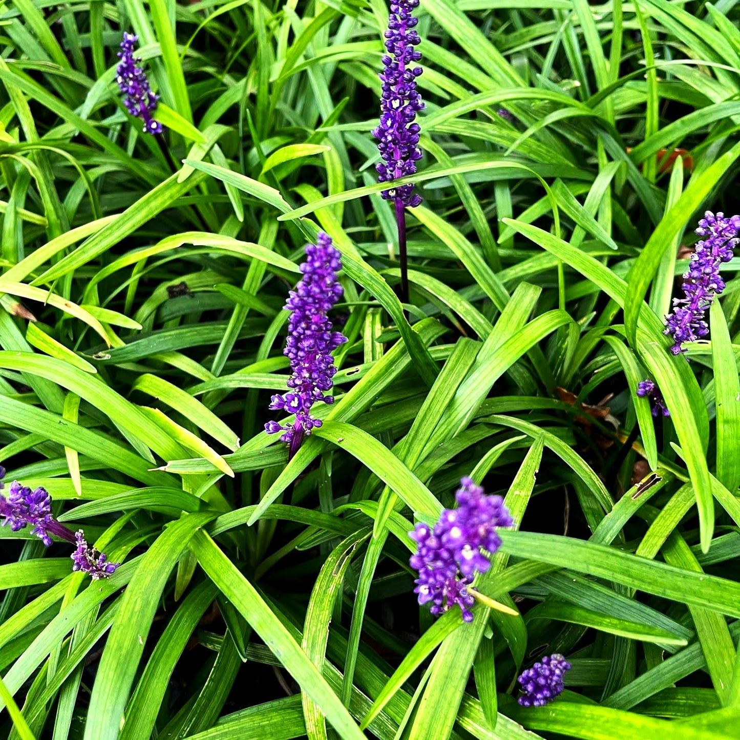 Glöckchentraube 'Royal Purple' (Liriope muscari)