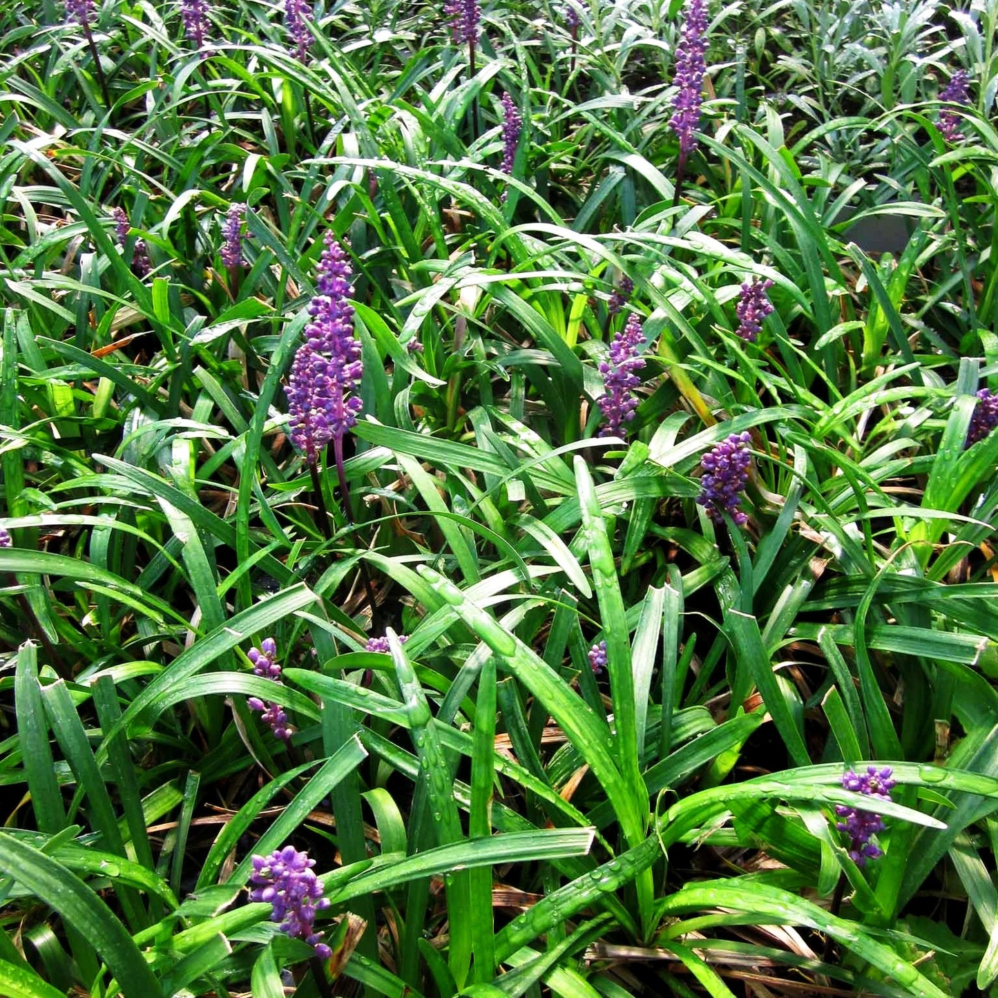 Glöckchentraube 'Royal Purple' (Liriope muscari)