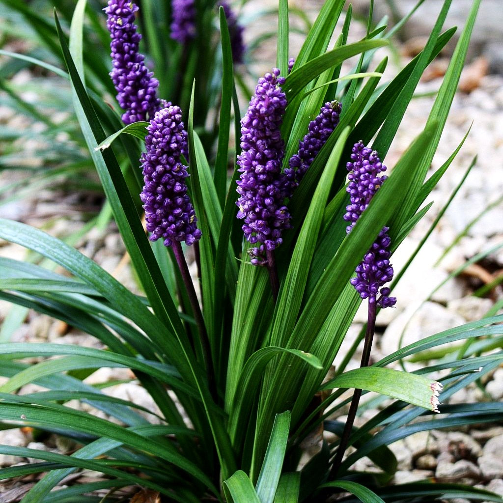 Glöckchentraube 'Royal Purple' (Liriope muscari)