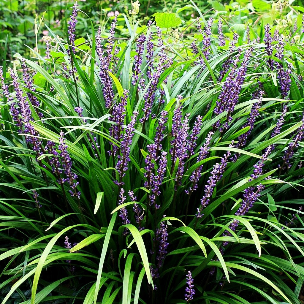 Glöckchentraube 'Royal Purple' (Liriope muscari)