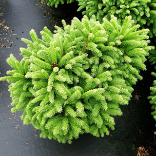 Gnomen-Fichte 'Pygmaea' (Picea abies)