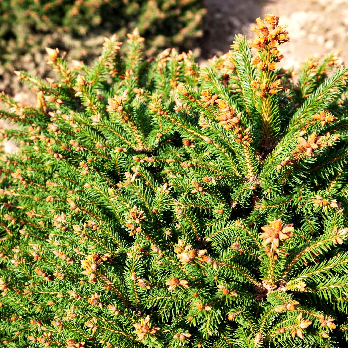 Gnomen-Fichte 'Pygmaea' (Picea abies)