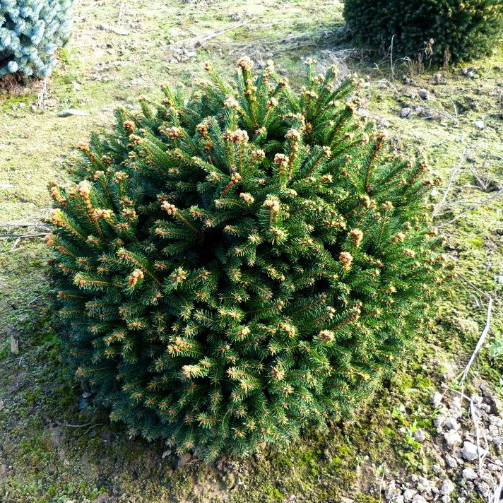 Gnomen-Fichte 'Pygmaea' (Picea abies)