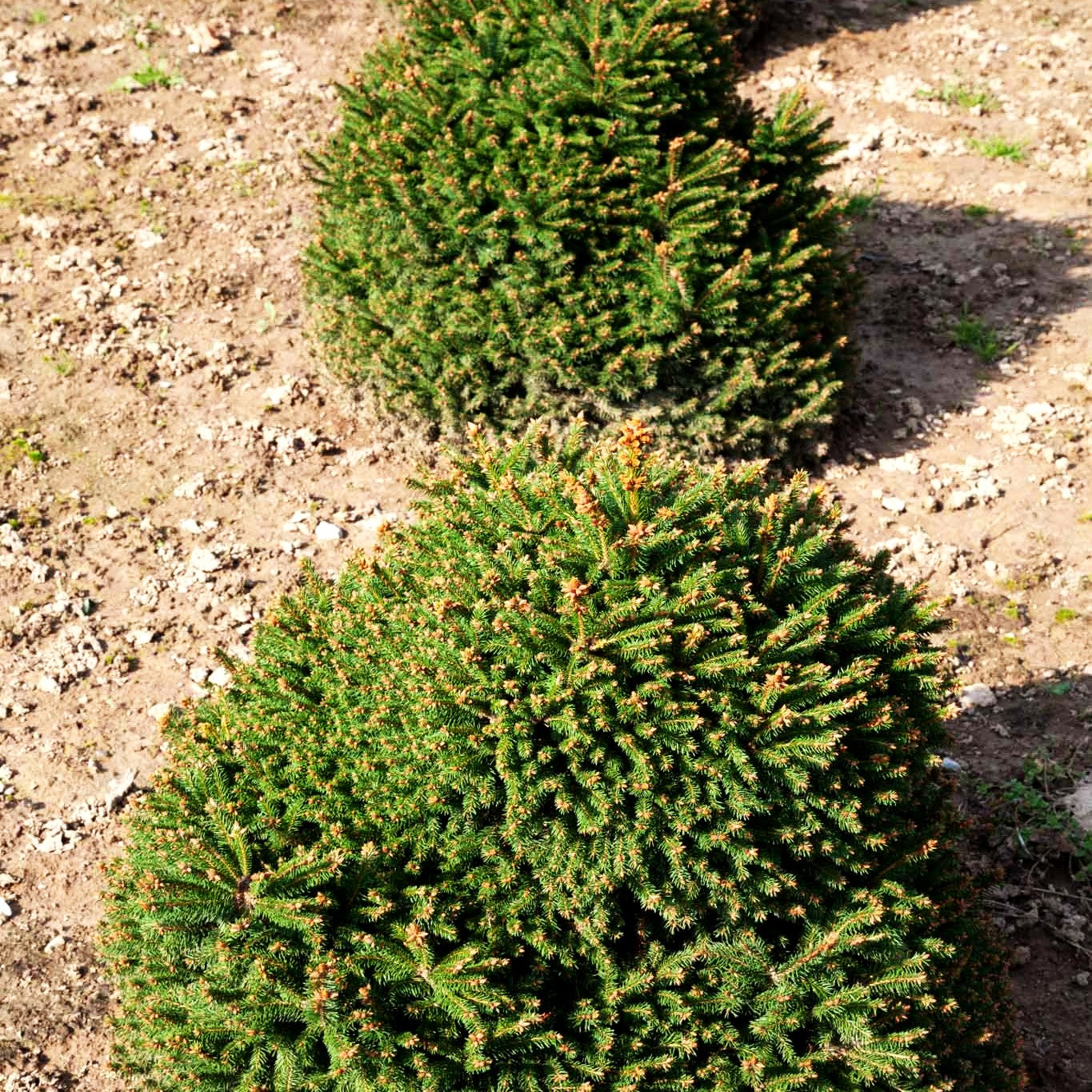 Gnomen-Fichte 'Pygmaea' (Picea abies)