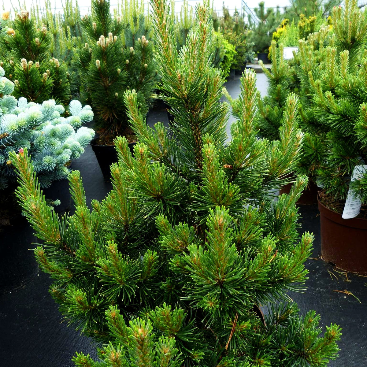 Gnomen-Kiefer 'Gnom' (Pinus mugo)