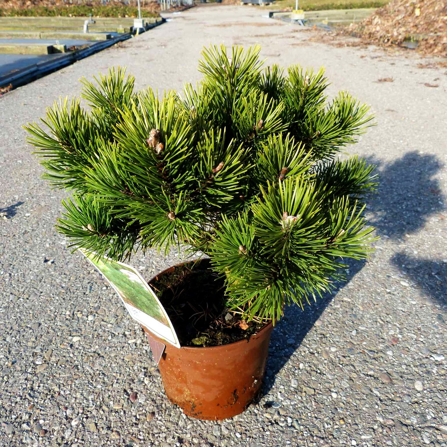 Gnomen-Kiefer 'Gnom' (Pinus mugo)