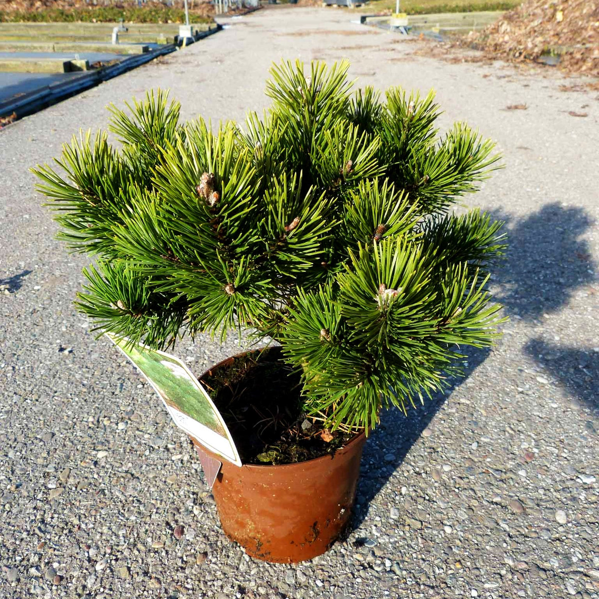 Gnomen-Kiefer 'Gnom' (Pinus mugo)