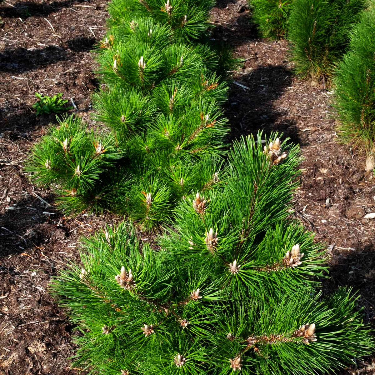 Gnomen-Kiefer 'Gnom' (Pinus mugo)