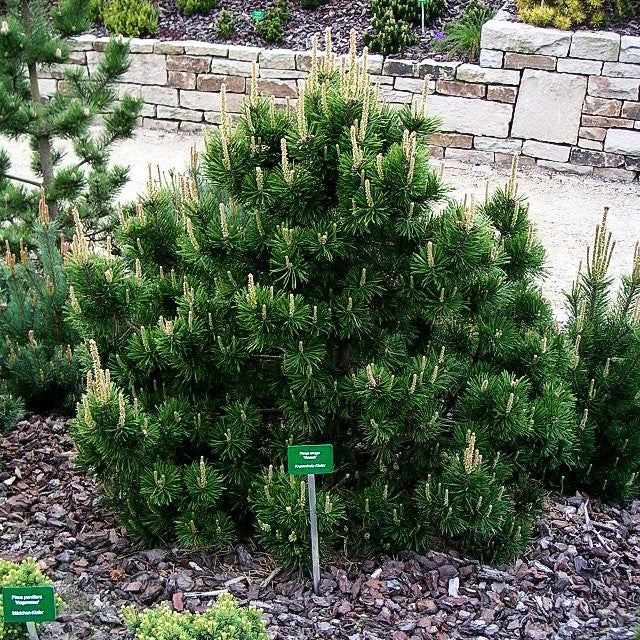 Gnomen-Kiefer 'Gnom' (Pinus mugo)