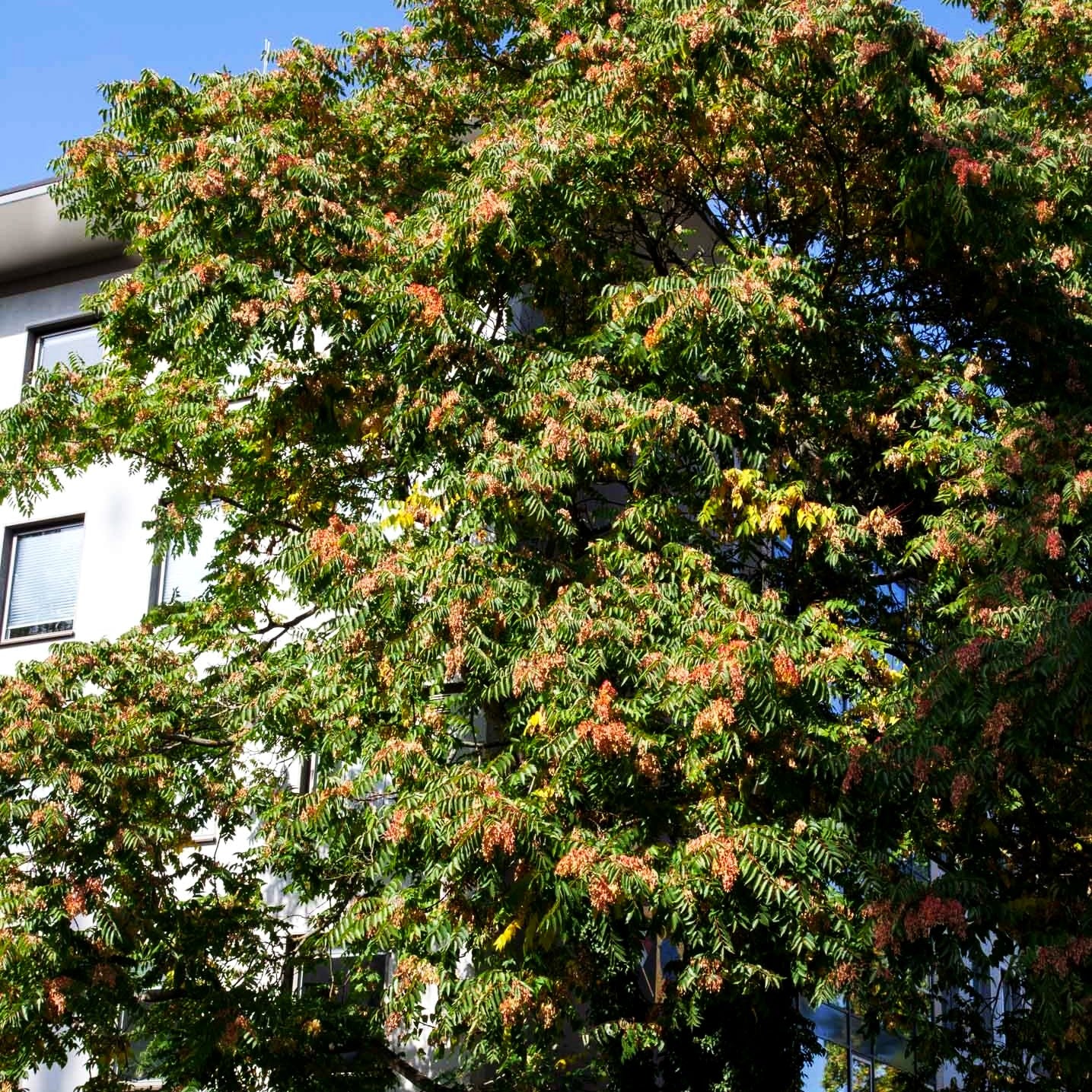 Götterbaum (Ailanthus altissima)