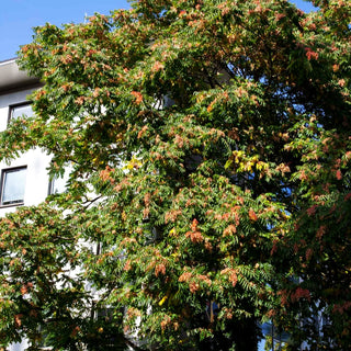 Götterbaum (Ailanthus altissima)