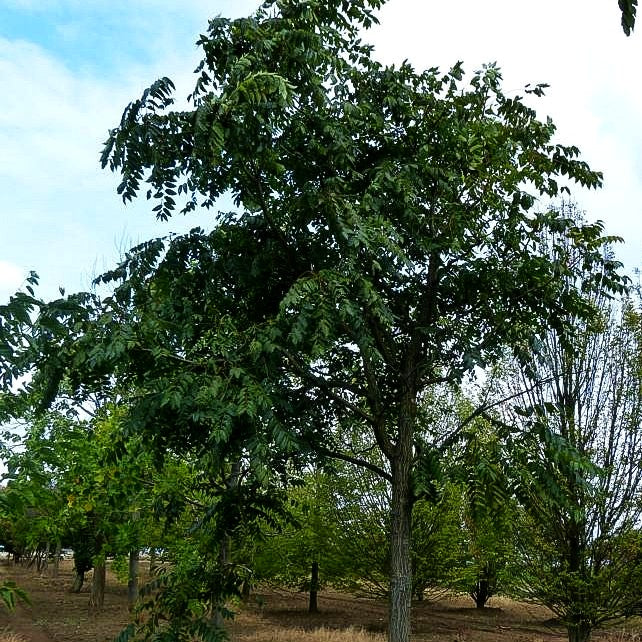 Götterbaum (Ailanthus altissima)