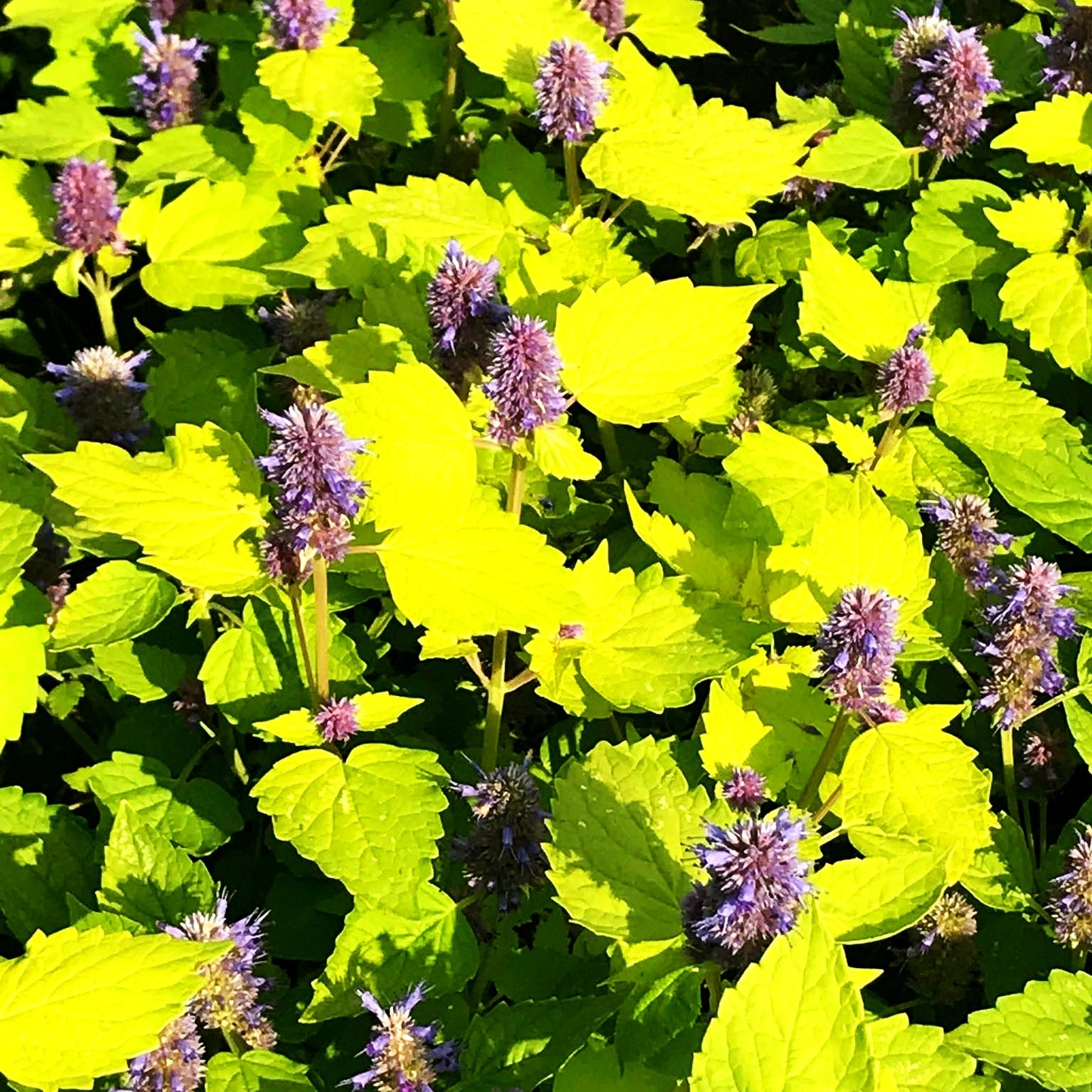 Gold-Anis 'Golden Jubilee' (Agastache rugosa)