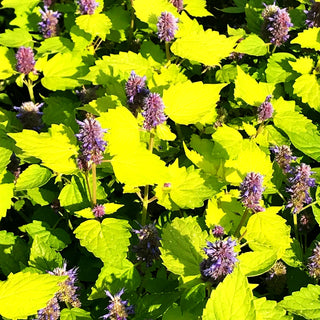 Gold-Anis 'Golden Jubilee' (Agastache rugosa)