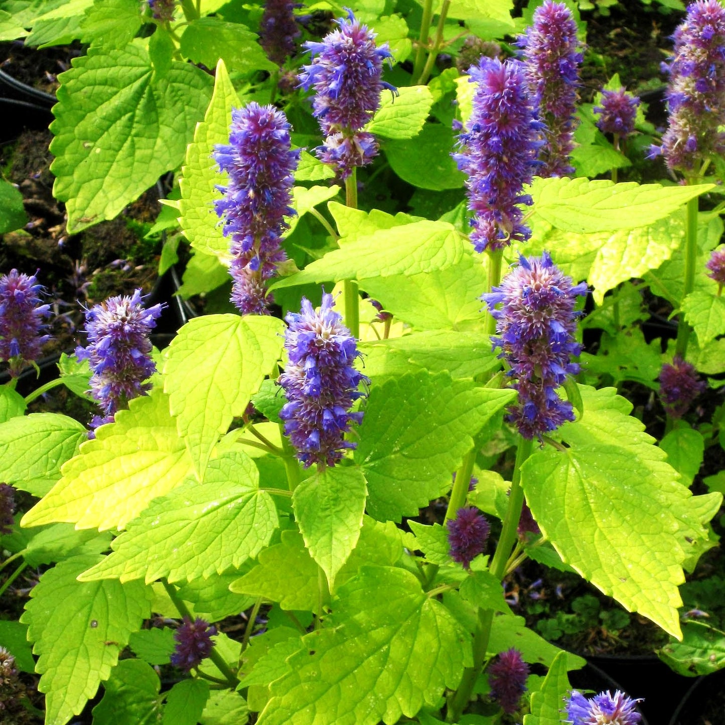 Gold-Anis 'Golden Jubilee' (Agastache rugosa)