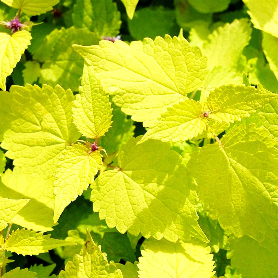 Gold-Anis 'Golden Jubilee' (Agastache rugosa)