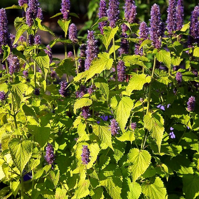 Gold-Anis 'Golden Jubilee' (Agastache rugosa)