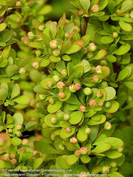 Gold-Berberitze 'Golden Rocket' (Berberis thunbergii)