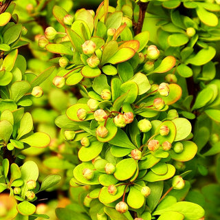 Gold-Berberitze 'Golden Rocket' (Berberis thunbergii)