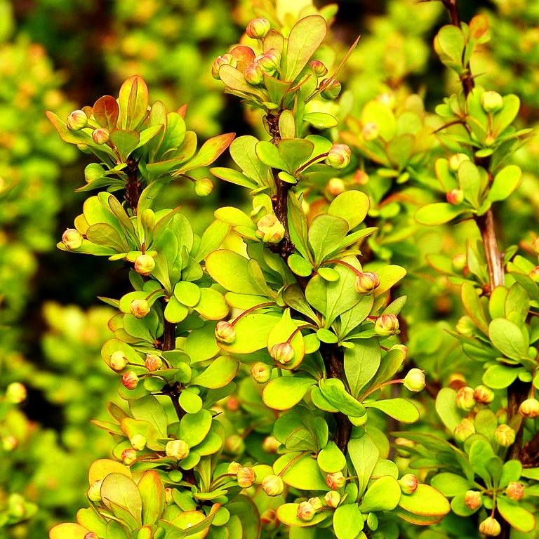Gold-Berberitze 'Golden Rocket' (Berberis thunbergii)