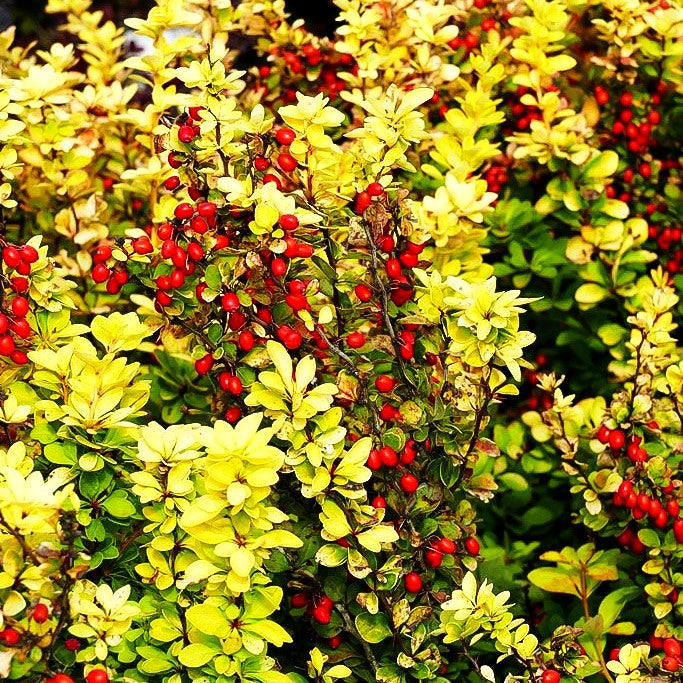 Gold-Berberitze 'Golden Rocket' (Berberis thunbergii)