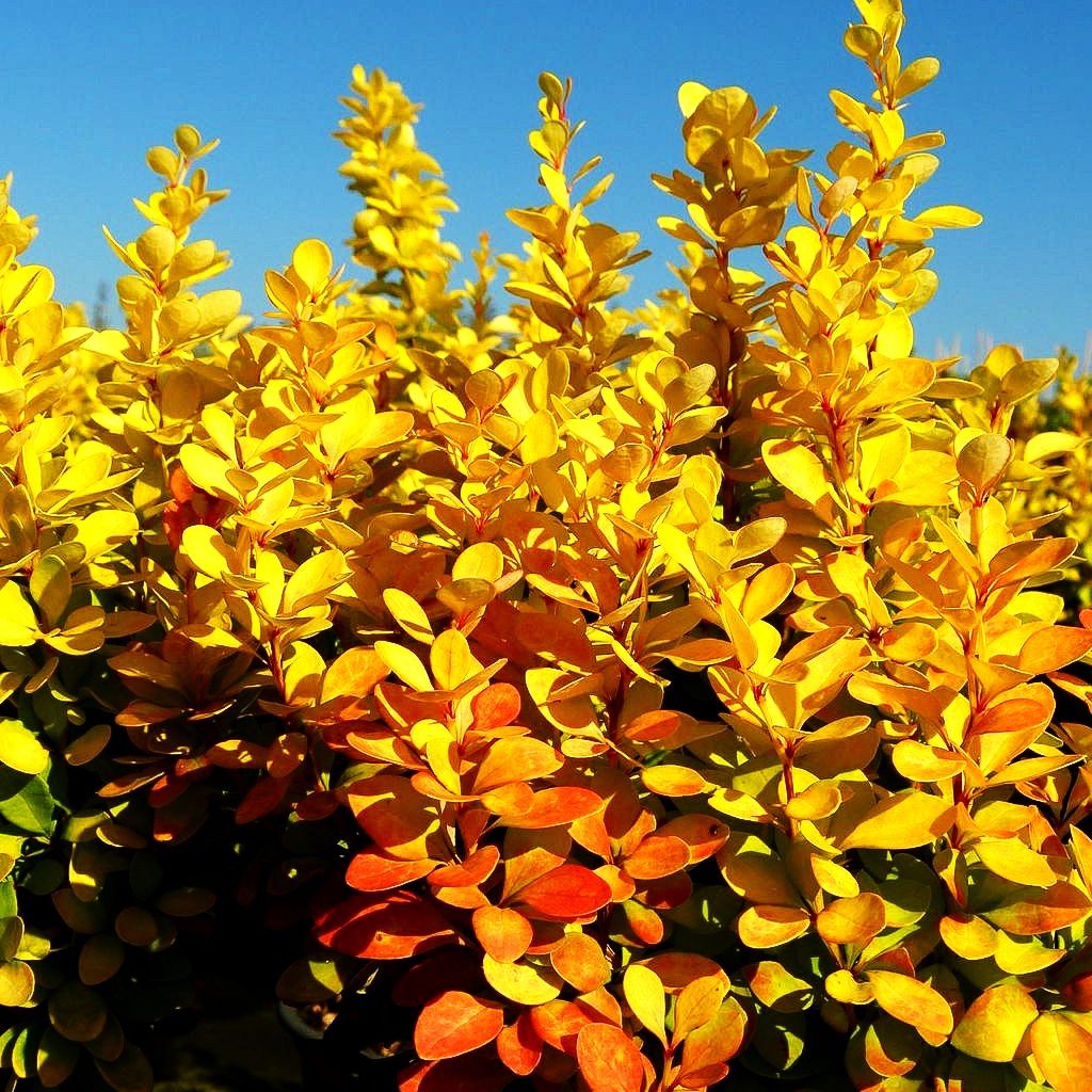 Gold-Berberitze 'Golden Rocket' (Berberis thunbergii)