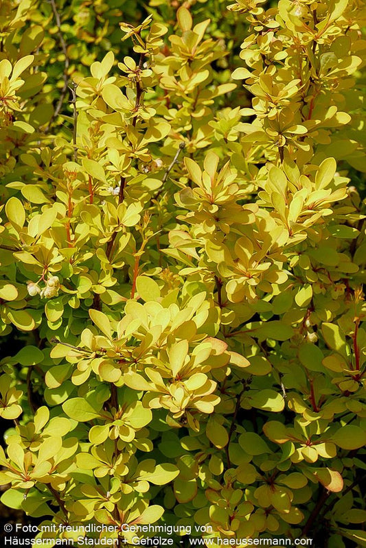 Gold-Berberitze 'Maria' (Berberis thunbergii)
