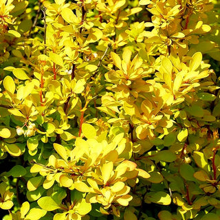 Gold-Berberitze 'Maria' (Berberis thunbergii)