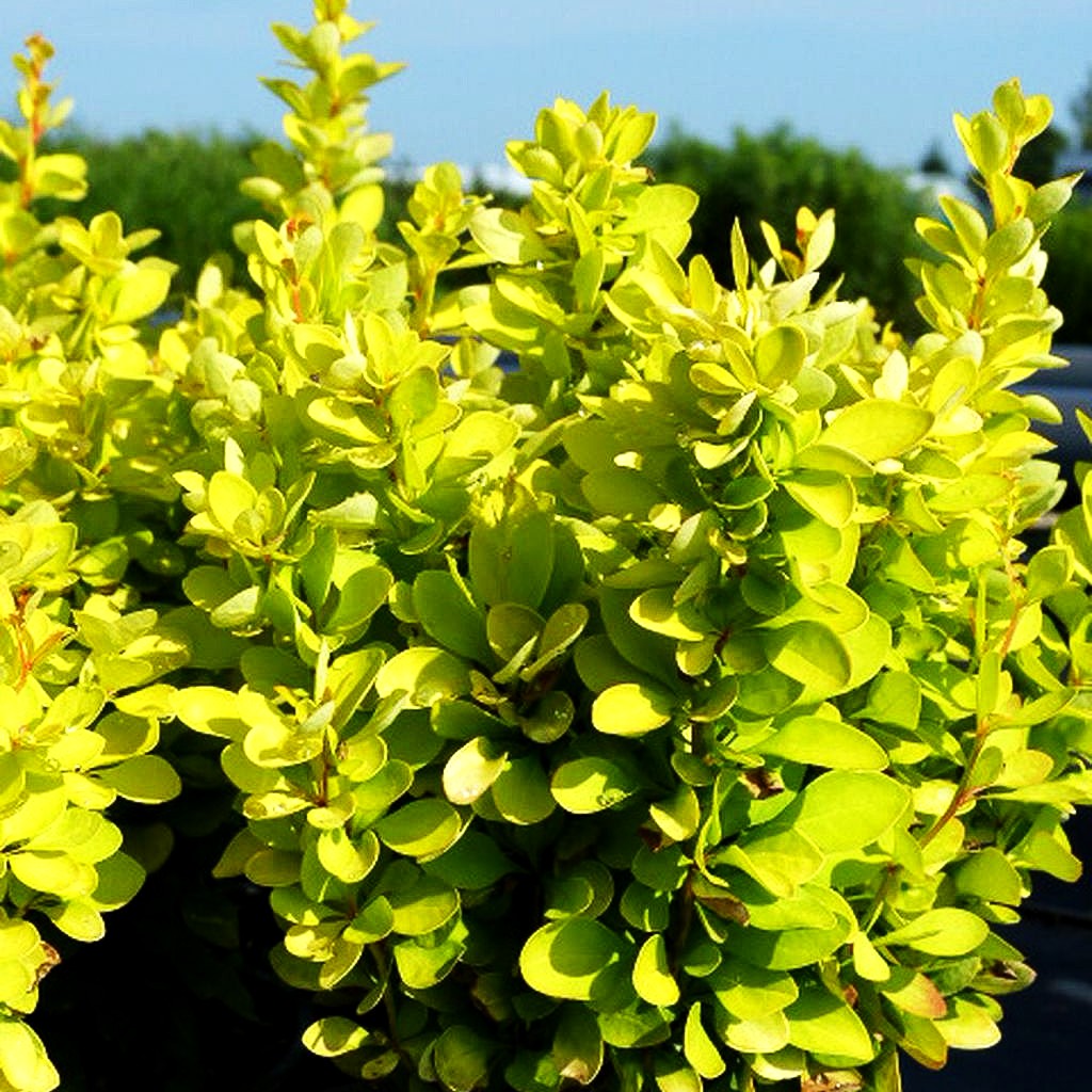 Gold-Berberitze 'Maria' (Berberis thunbergii)