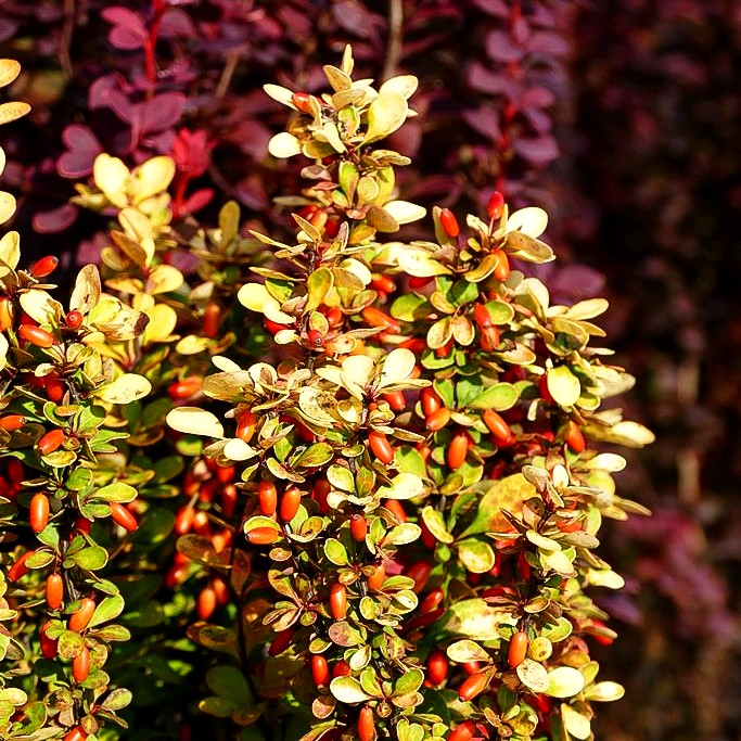 Gold-Berberitze 'Maria' (Berberis thunbergii)