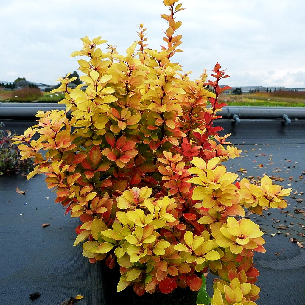 Gold-Berberitze 'Maria' (Berberis thunbergii)