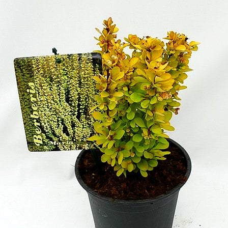Gold-Berberitze 'Maria' (Berberis thunbergii)