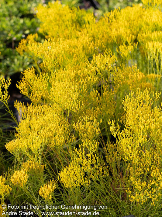 Gold-Bigelowie (Bigelowia nuttallii)