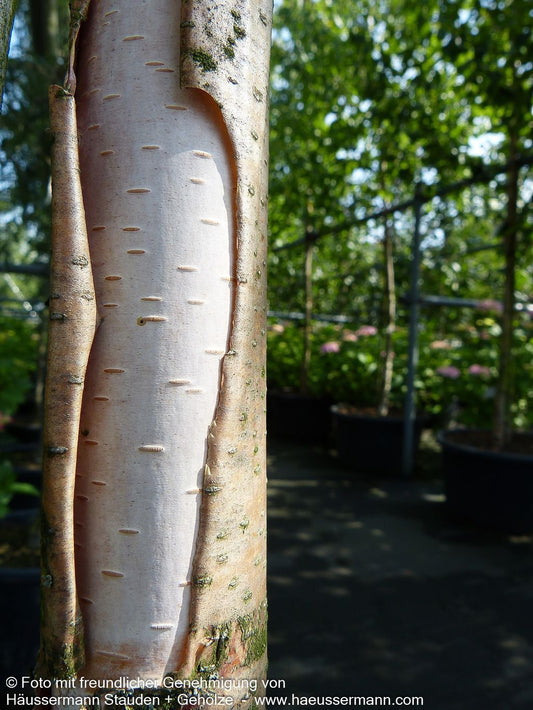 Gold-Birke (Betula ermanii)
