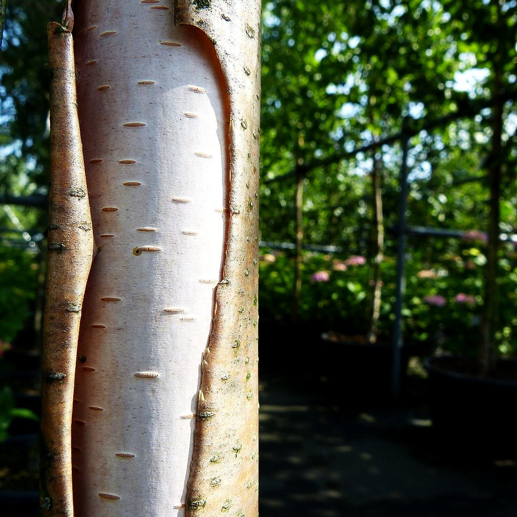 Gold-Birke (Betula ermanii)