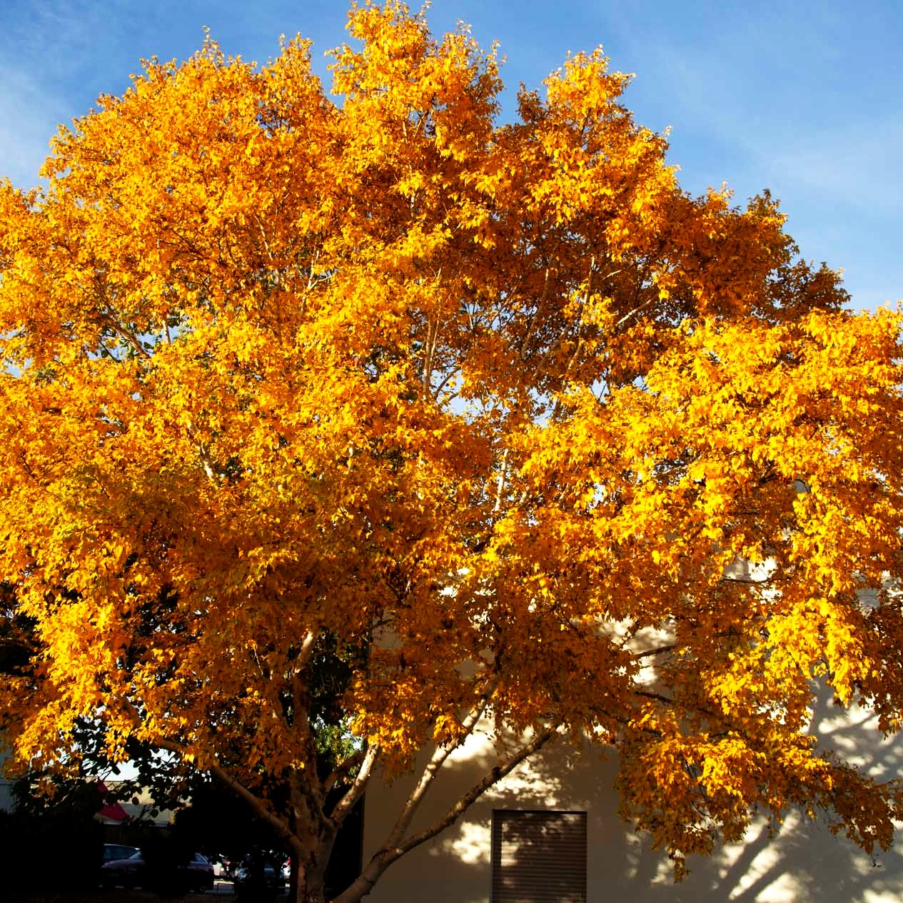 Gold-Birke (Betula ermanii)