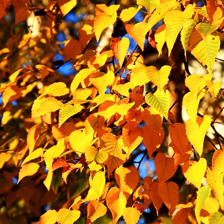 Gold-Birke (Betula ermanii)