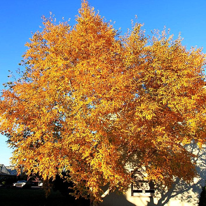 Gold-Birke (Betula ermanii)