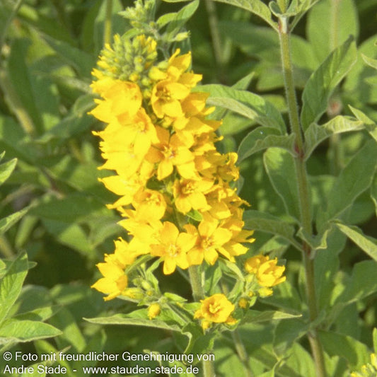 Gold-Felberich (Lysimachia punctata)