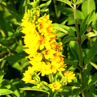Gold-Felberich (Lysimachia punctata)
