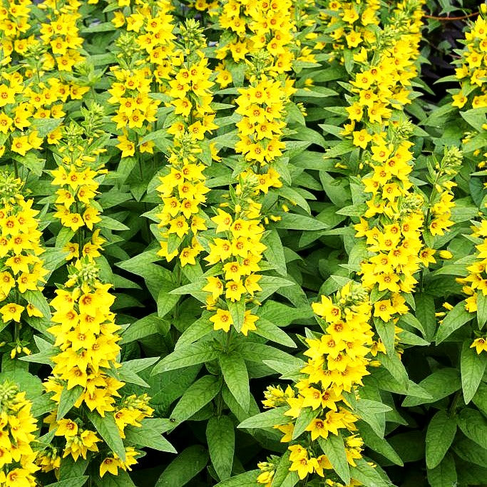 Gold-Felberich (Lysimachia punctata)