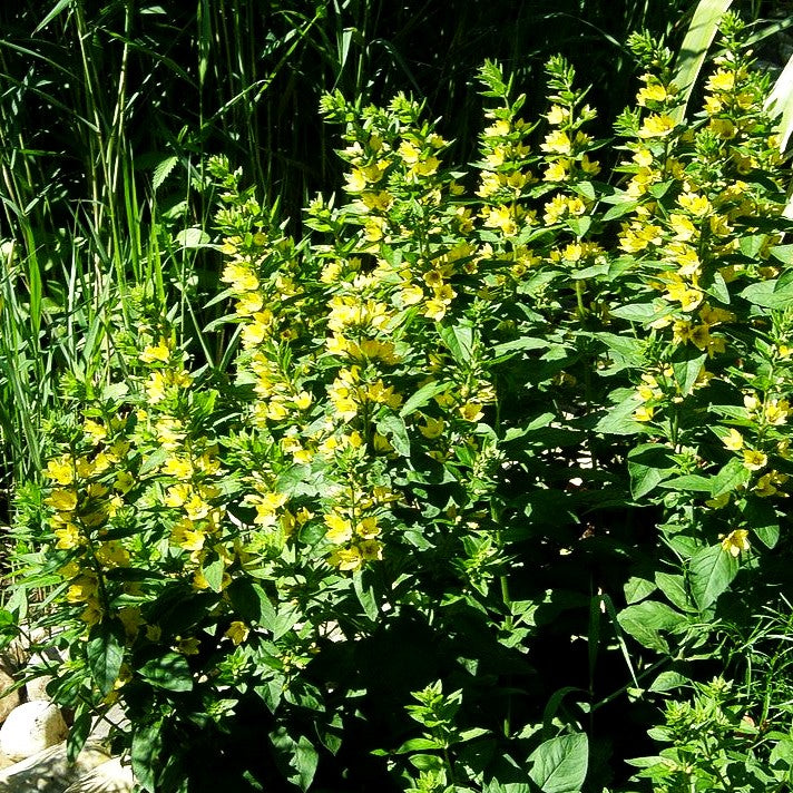 Gold-Felberich (Lysimachia punctata)