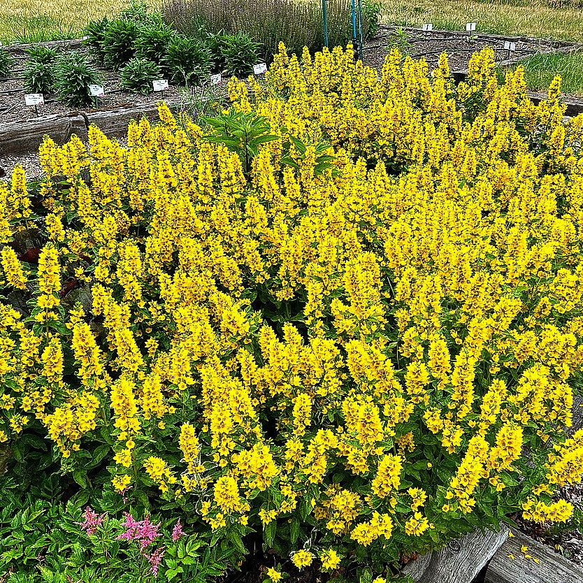 Gold-Felberich (Lysimachia punctata)